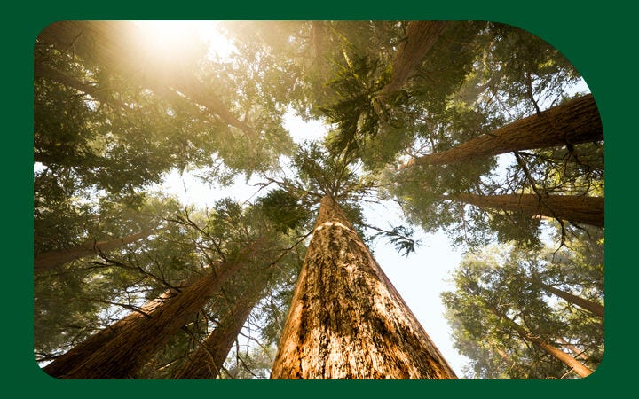 Bosque nativo chileno simbolizando la inversión en bonos verdes