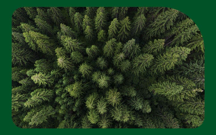 Vista aérea de bosque