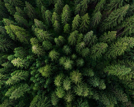 Paisaje de bosque nativo protegido por inversiones sustentables
