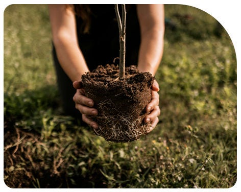 Manos empuñando una planta
