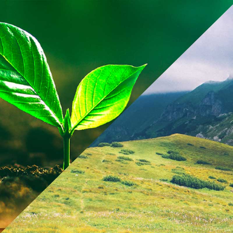 Planta germinando y campo