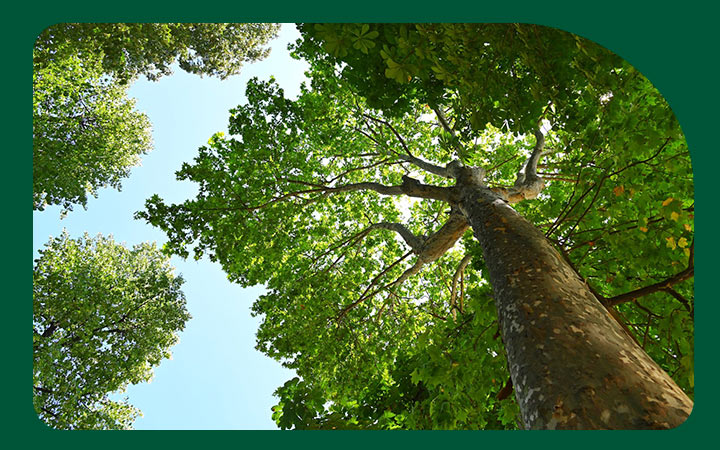 Árbol en bosque