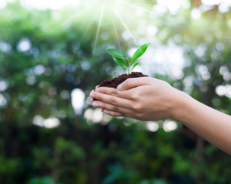 Manos sosteniendo planta germiando