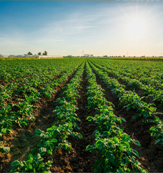 Campo agrícola con hileras de cultivos verdes al amanecer